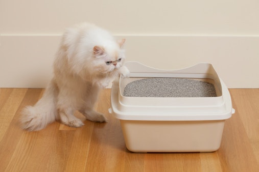 Pertanyaan umum seputar litter box untuk kucing