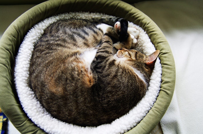 Pertanyaan umum seputar tempat tidur kucing