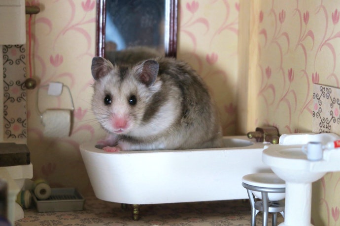 Pertanyaan umum seputar pasir hamster