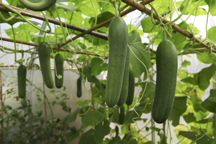 Tips menanam timun agar cepat berbuah