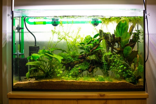 Cara membersihkan kerak aquarium plastik dan akrilik