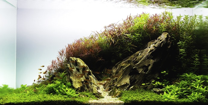 Pertanyaan umum seputar batu aquascape