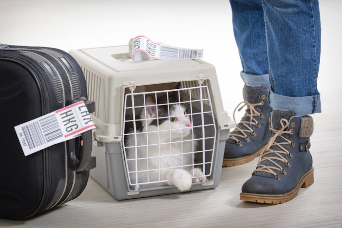 Tips membawa kucing dalam pesawat