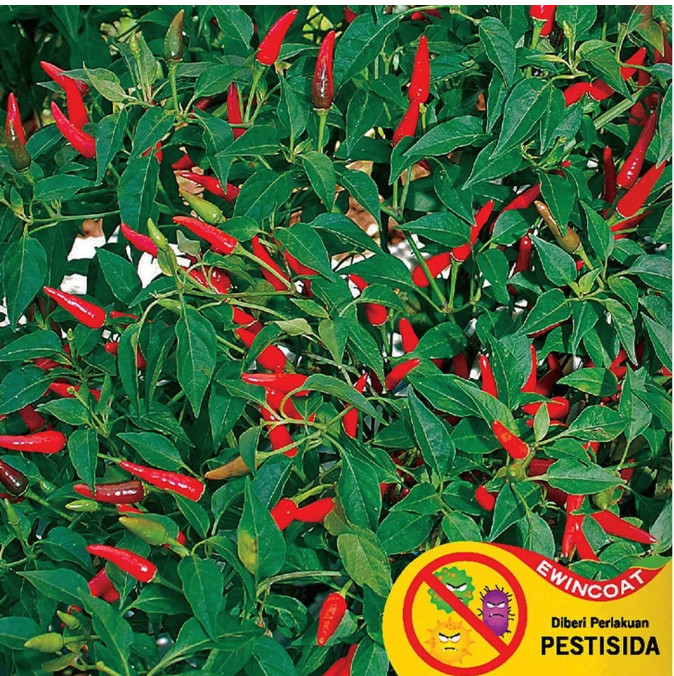 Tips menanam cabe rawit di rumah