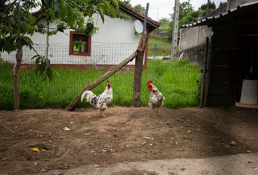 Pertanyaan umum seputar kandang ayam
