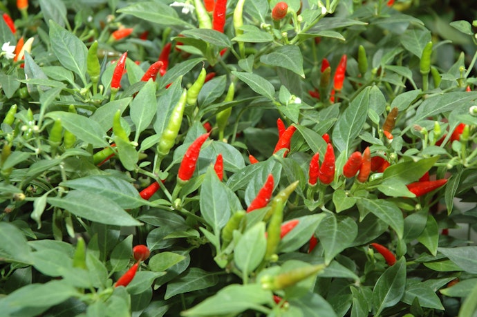 Tips menanam cabe rawit di rumah