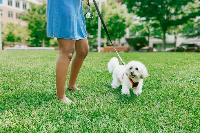 Pertanyaan umum seputar harness (tali anjing)