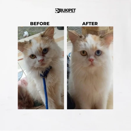 Bagaimana cara mengeramasi kucing?