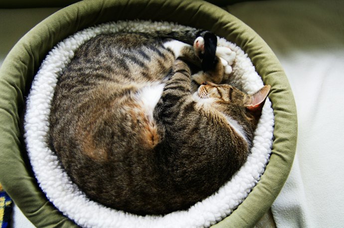 Pertanyaan umum seputar tempat tidur kucing