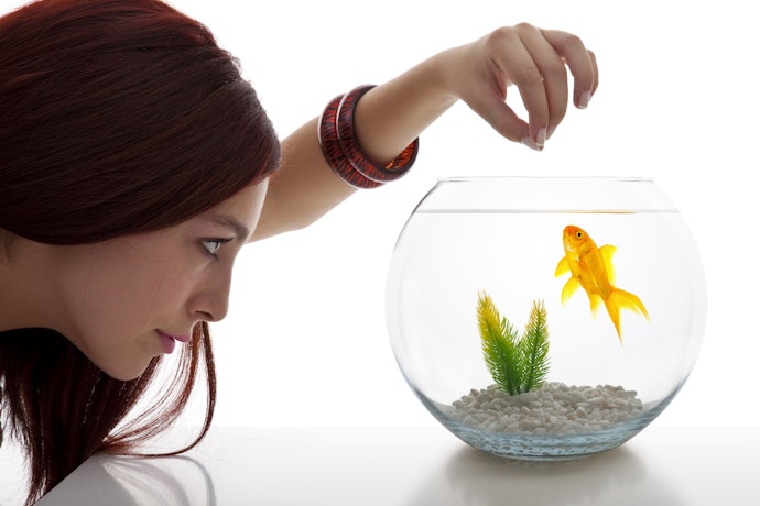 Tips memberikan makan untuk ikan mas koki