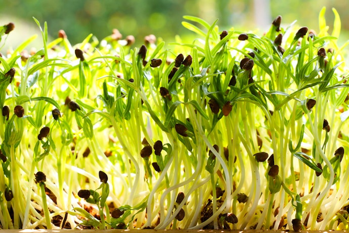 Cara menanam benih kangkung yang mudah untuk pemula