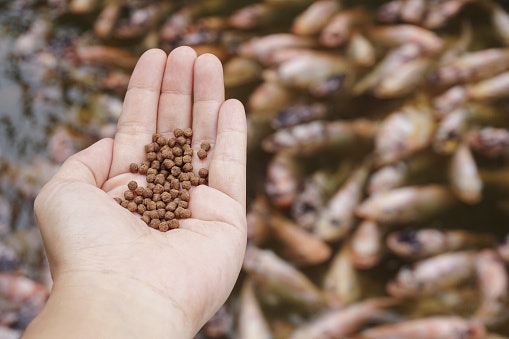 Cara memberikan makanan ikan