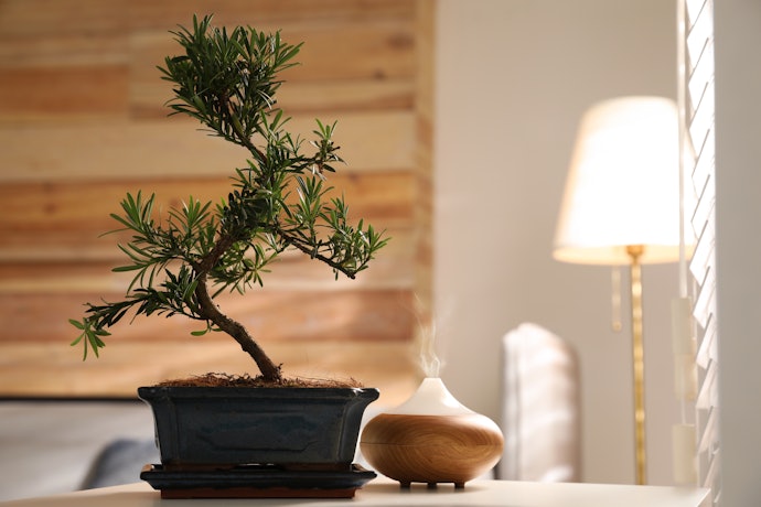 Apakah bonsai bisa di dalam rumah?