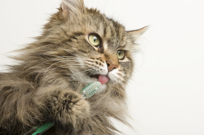 Pertanyaan umum seputar sikat gigi kucing