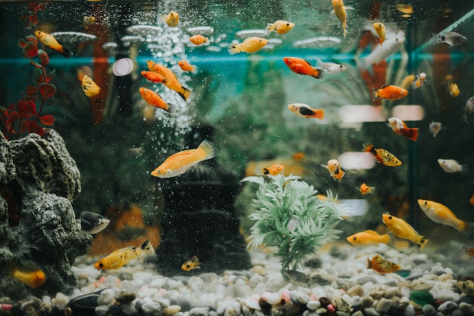 Pertanyaan umum seputar pembersihan aquarium