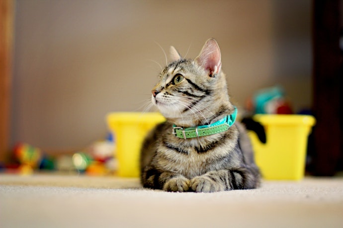 Apakah kucing boleh mengenakan kalung?