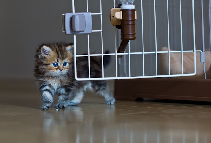 Pertanyaan umum seputar kandang kucing