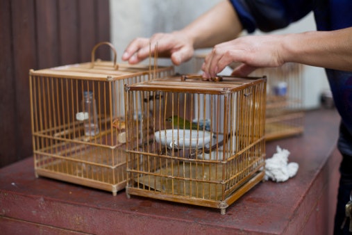 Cara membersihkan sangkar burung