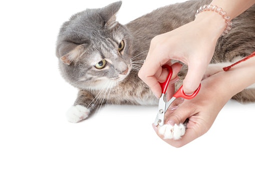 Tips menggunting kuku kucing yang benar