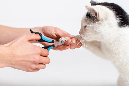 Pertanyaan umum seputar gunting kuku kucing