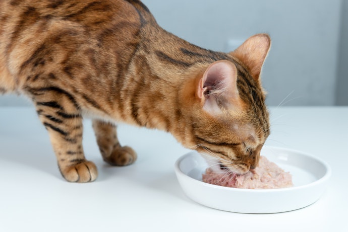 Pertanyaan umum seputar makanan kucing tipe basah/wet food