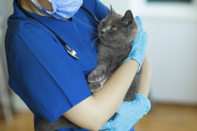 Pertanyaan umum seputar diare kucing