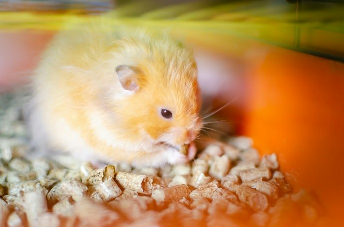 Pertanyaan umum seputar hamster