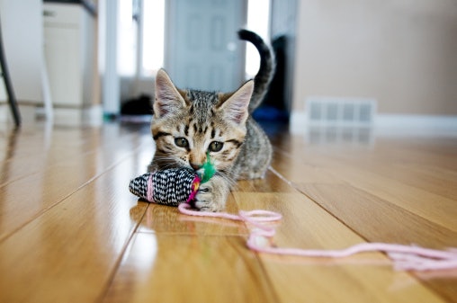 Perbedaan mainan untuk anak kucing dan yang untuk kucing dewasa