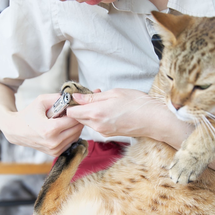 Pentingnya menggunting kuku kucing