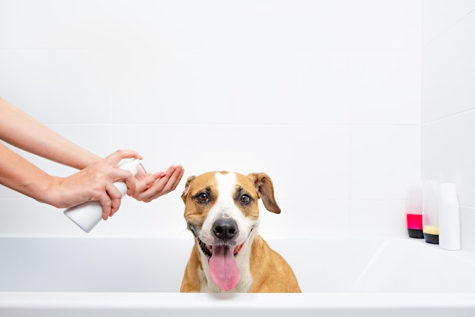 Apakah shampo manusia bisa untuk anjing?
