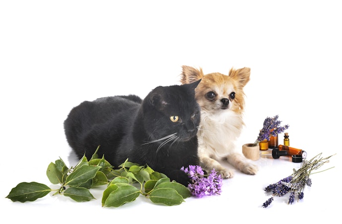 Bagaimana caranya menghilangkan kutu kucing dan anjing?