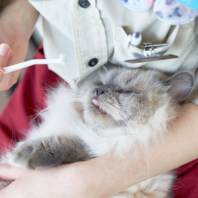Apakah gigi kucing perlu disikat?
