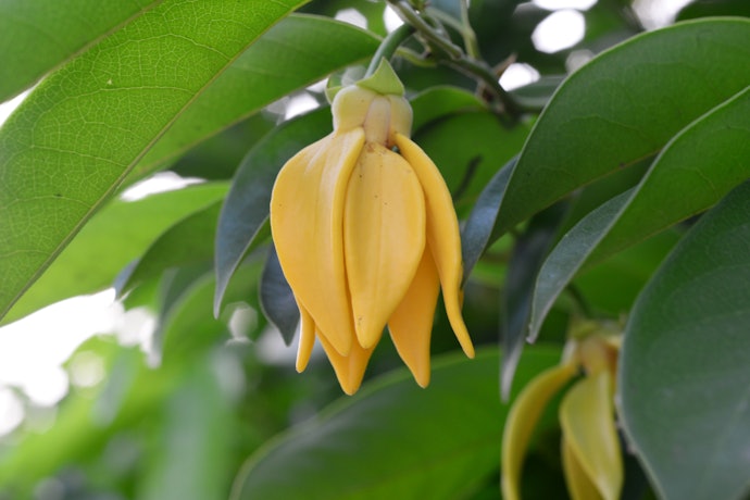 Mengenal tanaman bunga ylang-ylang