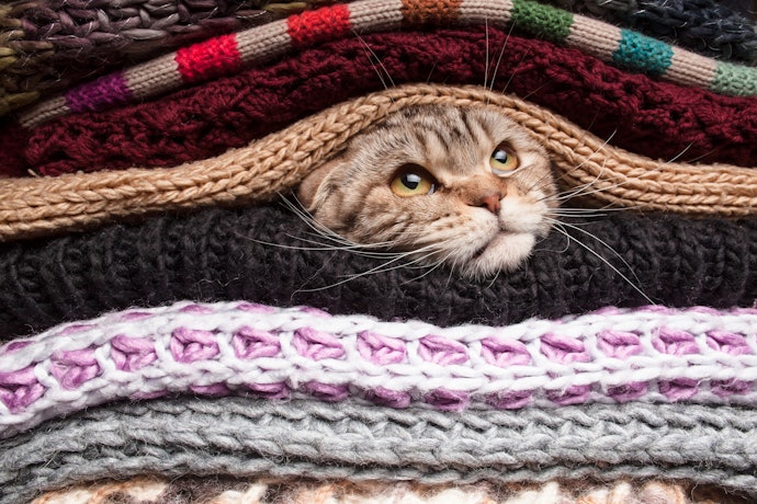 Apakah baik jika kucing dipakaikan baju?