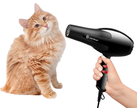 Apakah boleh mengeringkan bulu kucing dengan hair dryer manusia?