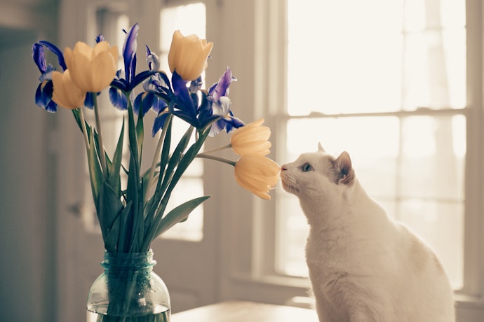 Amankah memakaikan parfum ke kucing?