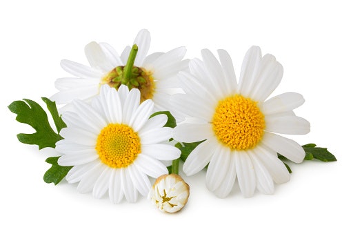 Jangan konsumsi teh chamomile jika Anda sedang mengonsumsi obat atau alergi terhadap famili tumbuhan Asteraceae!