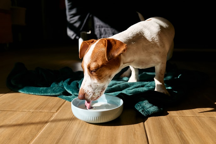 Apakah anjing perlu minum susu?