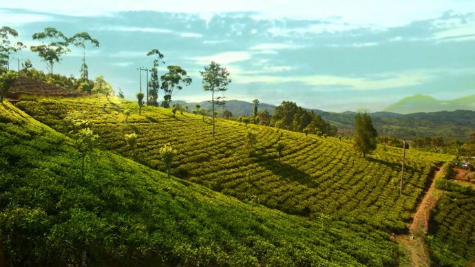 Teh Dilmah buatan mana?