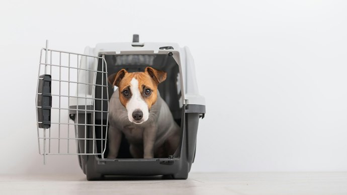 Apa yang dimaksud dengan pet cargo?