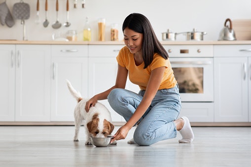 Bagaimana cara tepat memberikan wet food pada anjing?