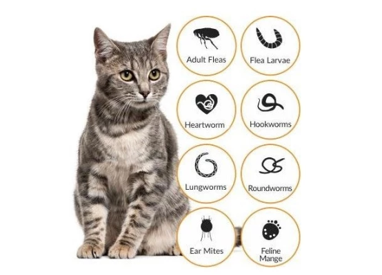 Apakah pemakaian obat kutu efektif dalam menghilangkan kutu kucing?