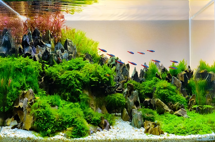 Antara bare bottom aquarium dan aquascape, mana yang lebih menarik?