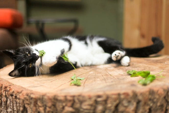 Apa itu catnip dan apa manfaatnya?