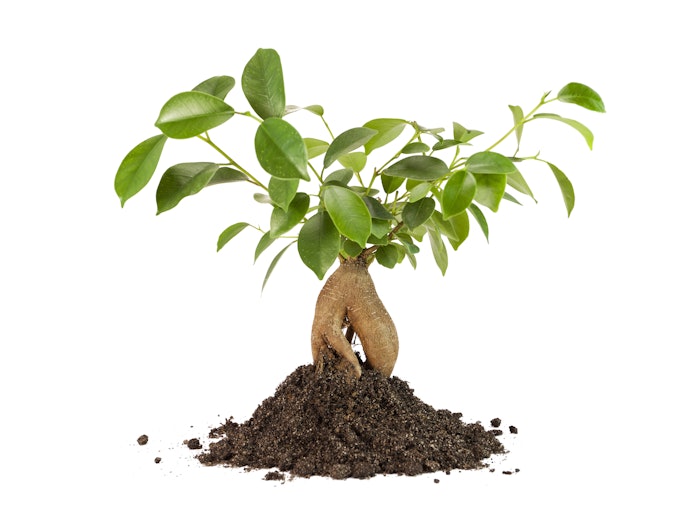 Apa itu bonsai beringin dolar?