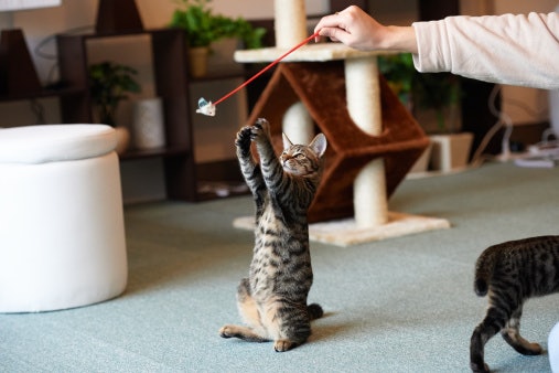 Perbedaan mainan untuk kucing dewasa dan mainan anak kucing
