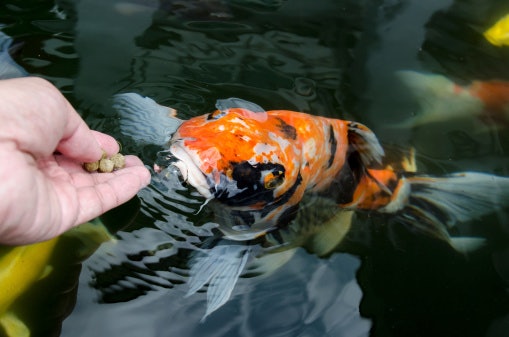 Apa perbedaan pakan koi dengan makanan ikan lainnya?