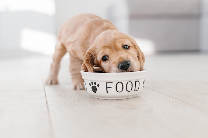 Kapan perlu memberikan wet food?