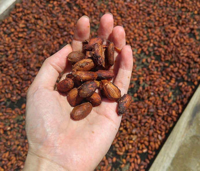 Cokelat batangan dengan kualitas premium dari Krakakoa