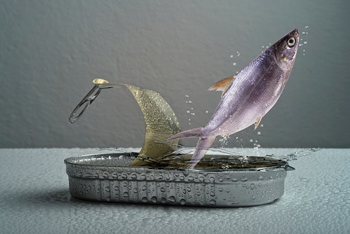 Ikan kaleng, lezat tanpa kontaminan